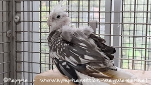 Hallo, ich bin Bijou