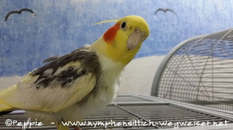 Hallo, ich bin Peaches