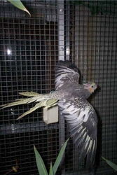 Lilli macht Engelchen