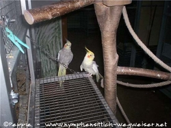 Lissy und Sudakan auf der Klappe