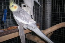 Mambo