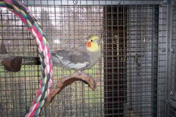 Manni auf einem Korkbrettchen in der Villa