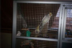 Mathilda, Lizzy-Boy und Fino