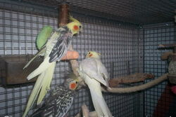 Ronja, Skinny und Gonzo