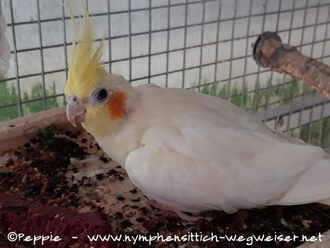 Sponcha-Maja im September 2020