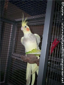 Tiffi in der Villa Sunrise