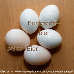 2 echte Eier und 3 Kunststoffeier