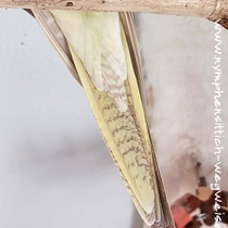 Schwanz von unten bei einer Falbenhenne