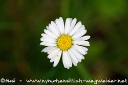 Gänseblümchen