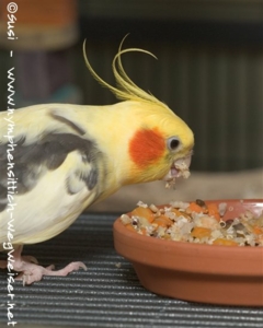 Kochfutter schmeckt lecker!