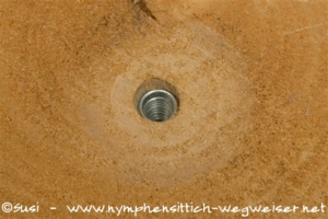 Rampamuffe in der Holzscheibe