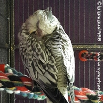 Weißkopf Geperlt - Jungvogel