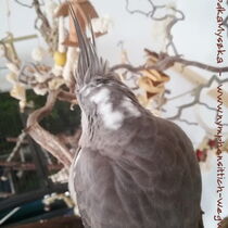 Weißkopf wildfarbene Kopffleckscheckenhenne - Kopfansicht von hinten