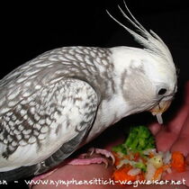 Weißkopf Perlschecke - Jungvogel