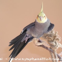 ausgefärbter Hahn