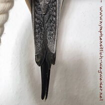 Weißkopfschecke wildfarben - Schwanz von unten