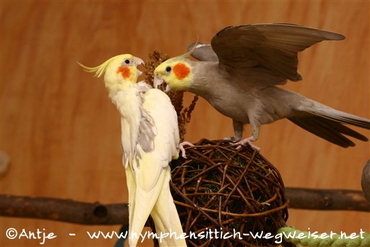 Solche Zankereien sind normal!