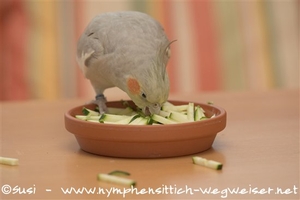 Maxi futtert Zucchini in Stäbchen geschnitten