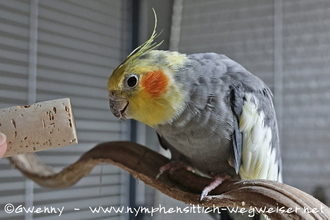 Dem Nymphensittich den Korken zeigen