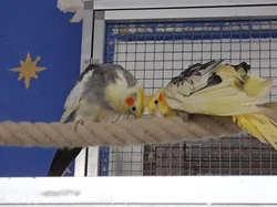 Blondie (rechts) mit Timmi im Oktober 2021