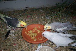 Cooper (links), Angelina (vorn) und Mambo futtern Gabelspaghetti