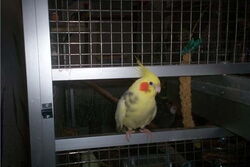 Frau James im Futterdrehtablett