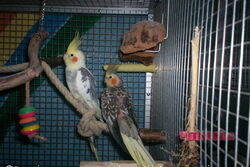 Fury und Skinny in der Lounge