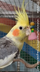 Hallo, ich bin Charles