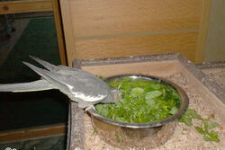 Lisa futtert Vogelmiere