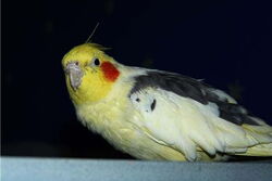 Nico von der Seite fotografiert