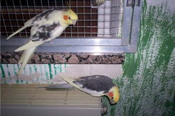 Nico und Cooper
