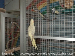 Rainbow an Sunday City