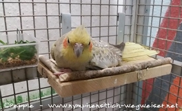 Rainbow auf ihrem Brettchen