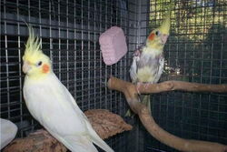 Rocky-Ronja (rechts) mit Pinky