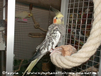 Skinny am Korkeichen-Seil