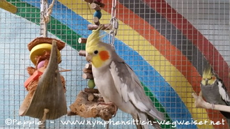 Xaver an der Palmblattschaukel