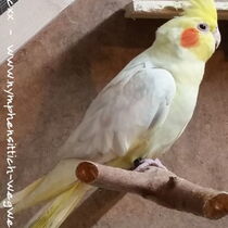 Falbe - Männchen - Gesamtansicht