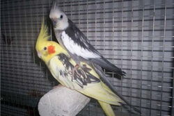 Frau James und Justus