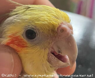 Grabmilben am Schnabel