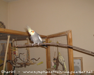 Mit dem Stöckchentaxi in die Voliere