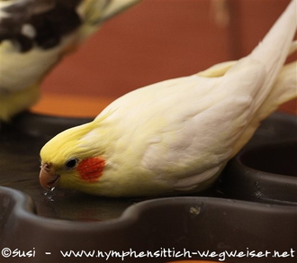 Trinken während des Bads