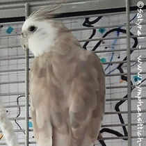 Weißkopf Zimter Hanhn - Rücken