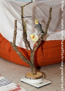 Die Hirse wird erobert