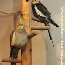 zimtfarbene Kopffleckscheckenhenne links - wildfarbener Hahn rechts