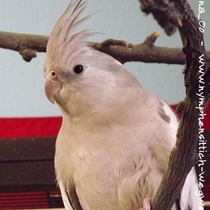 Kopf der Weißkopf zimtfarbene Kopffleckschecke Henne