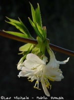 Honeysuckle