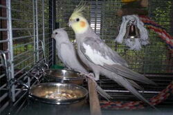 Angelina und Mambo
