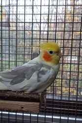 Charly im Dezember 2022