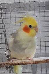 Charly im April 2022