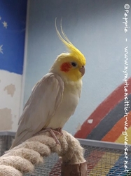 Der Lola im November 2022